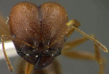 Media type: image;   Entomology 34160 Aspect: head frontal view